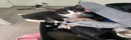 Mixed Breed cats for sale: 1 female kitten  - Advert 6
