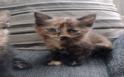 Mixed Breed cats for sale: Kittens  - Image 7