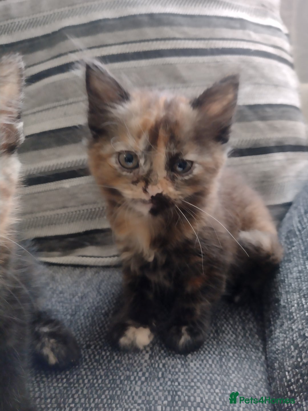 Mixed Breed cats for sale: Kittens  - Image 7