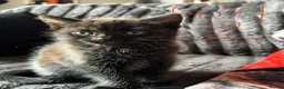 British Shorthair cats for sale: 2 beautiful kittens - Advert 5