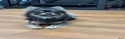 Chihuahua dogs for stud: STUD - Chihuahua Long hair in Paisley - Advert 3