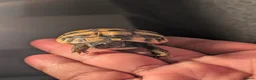 Tortoise reptiles for sale: Spur Thigh and Herman Tortoise  - Advert 8