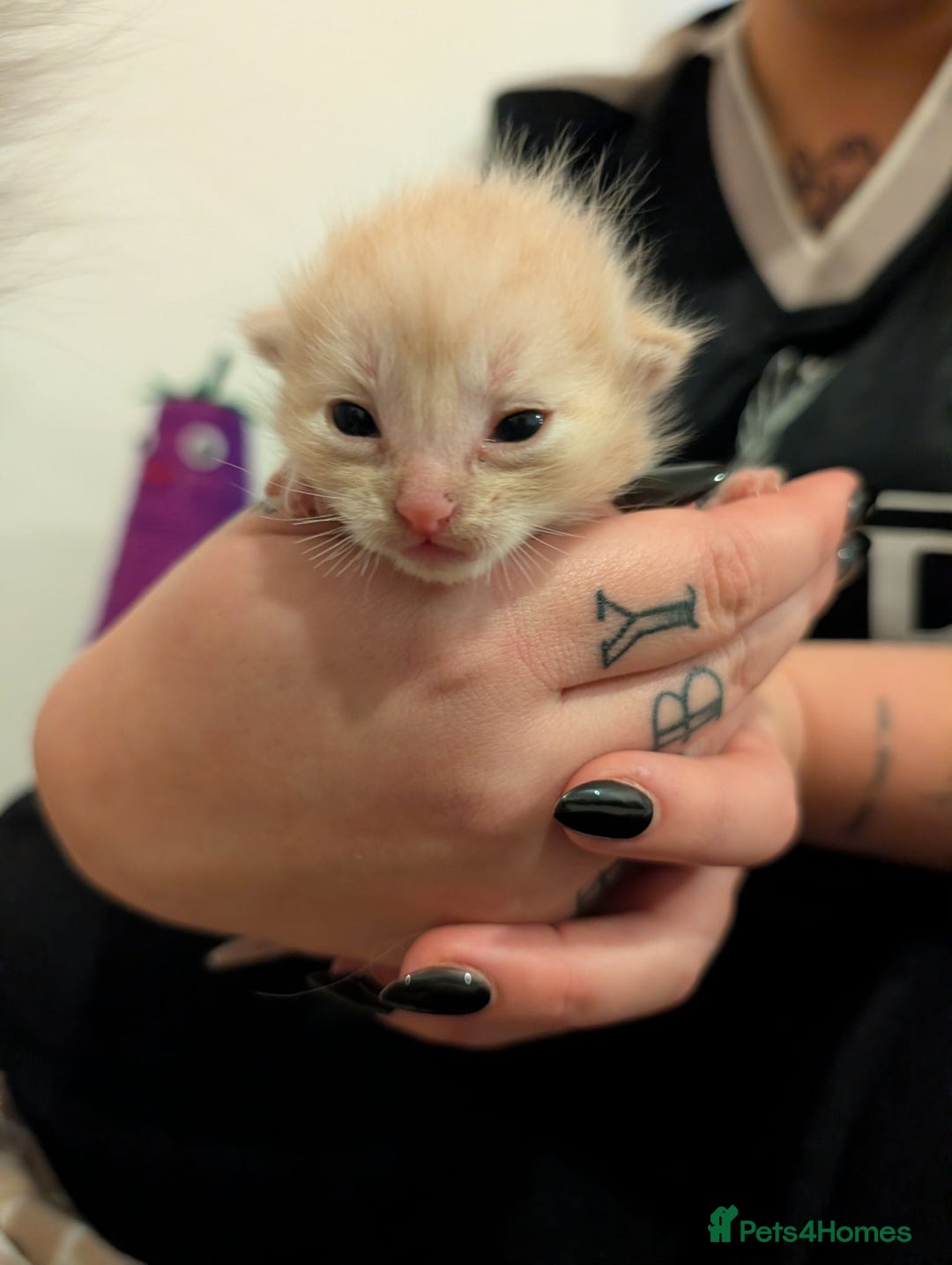 Ragdoll cats for sale: 3 Ragdoll cross kittens for sale  - Advert 3