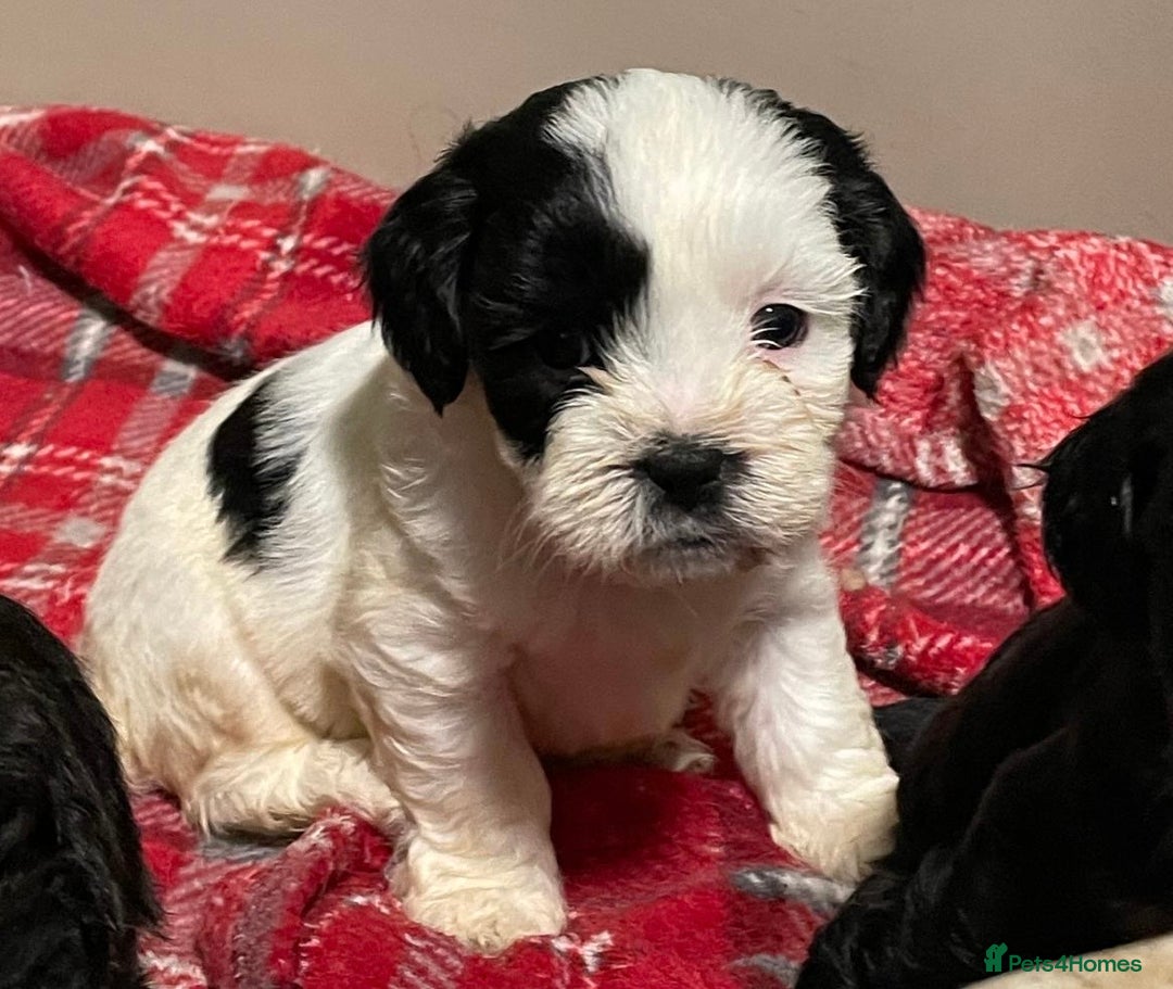 Mixed Breed dogs for sale: Stunning Sproodle x Shih Tzu pups ready 26/1 - Advert 3