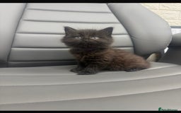 Mixed Breed cats for sale: 5 beautiful kittens  - Advert 1