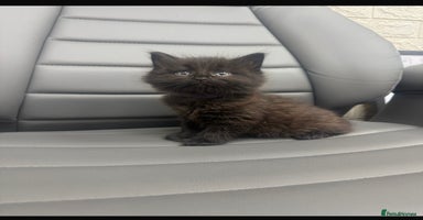 Mixed Breed cats female kittens  - Advert 13