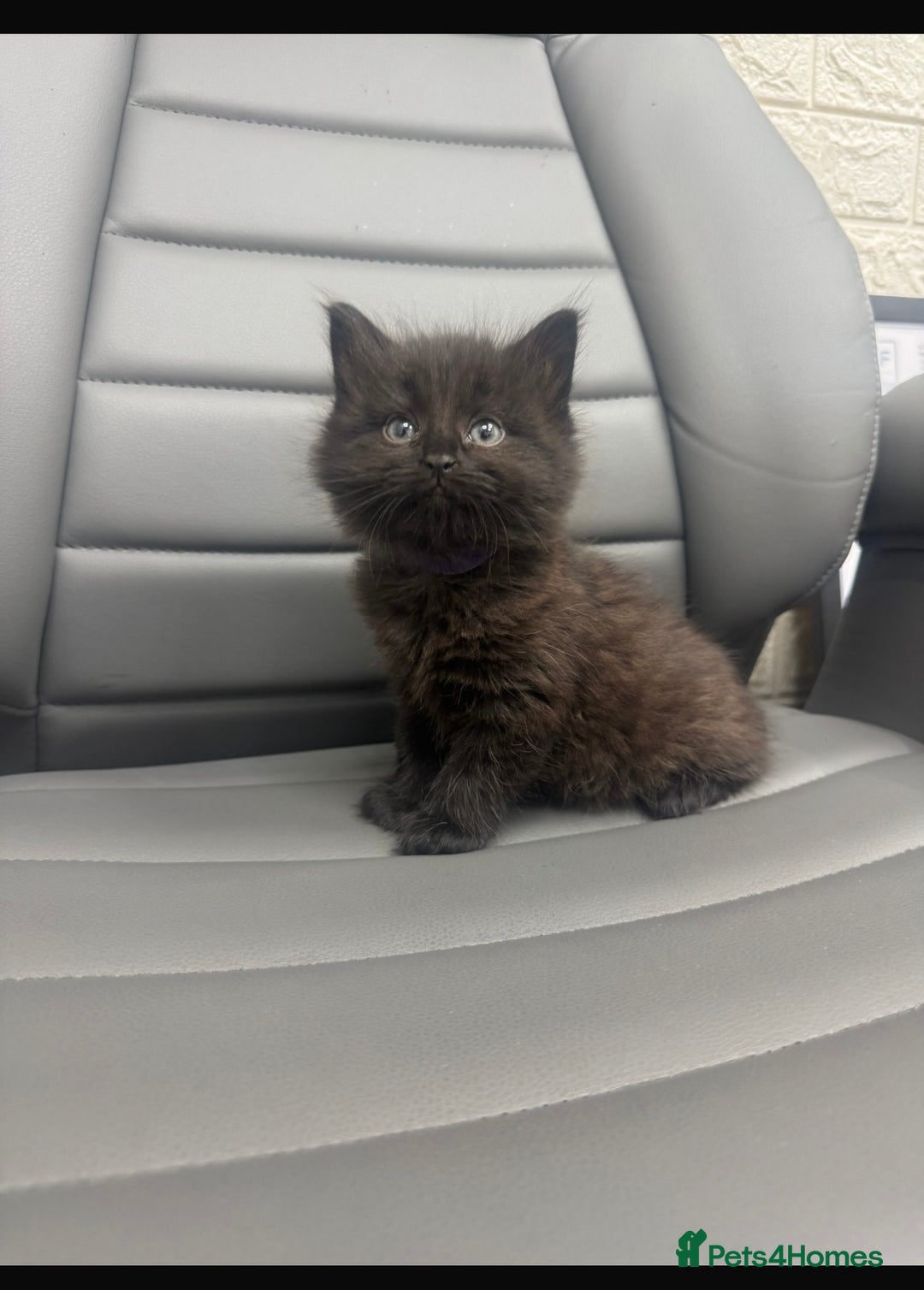 Mixed Breed cats for sale: 5 beautiful kittens  - Advert 1