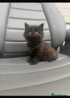 Mixed Breed cats female kittens - Advert 13