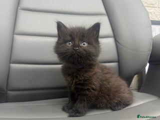Mixed Breed cats for sale: 5 beautiful kittens - Advert 1