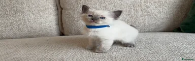 Ragdoll 3