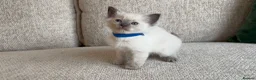 Ragdoll cats for sale: Ragdoll Babies - Advert 13