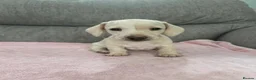Miniature Dachshund dogs for sale: Beautiful Miniature Puppies in Portsmouth - Advert 7