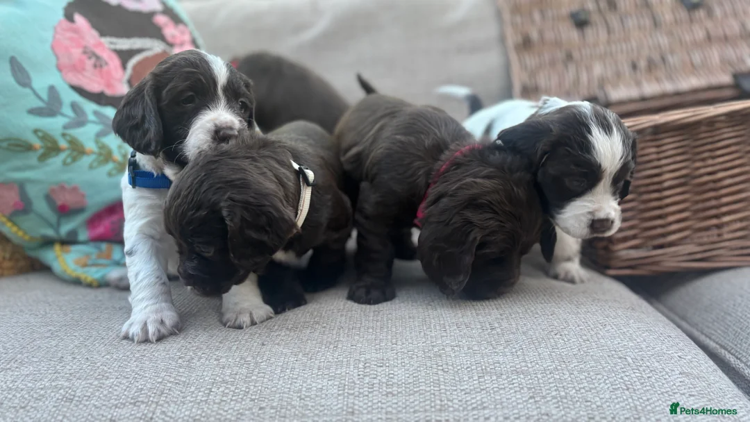 Sprocker dogs for sale: Chocolate and white Sprocker Puppies - Advert 12