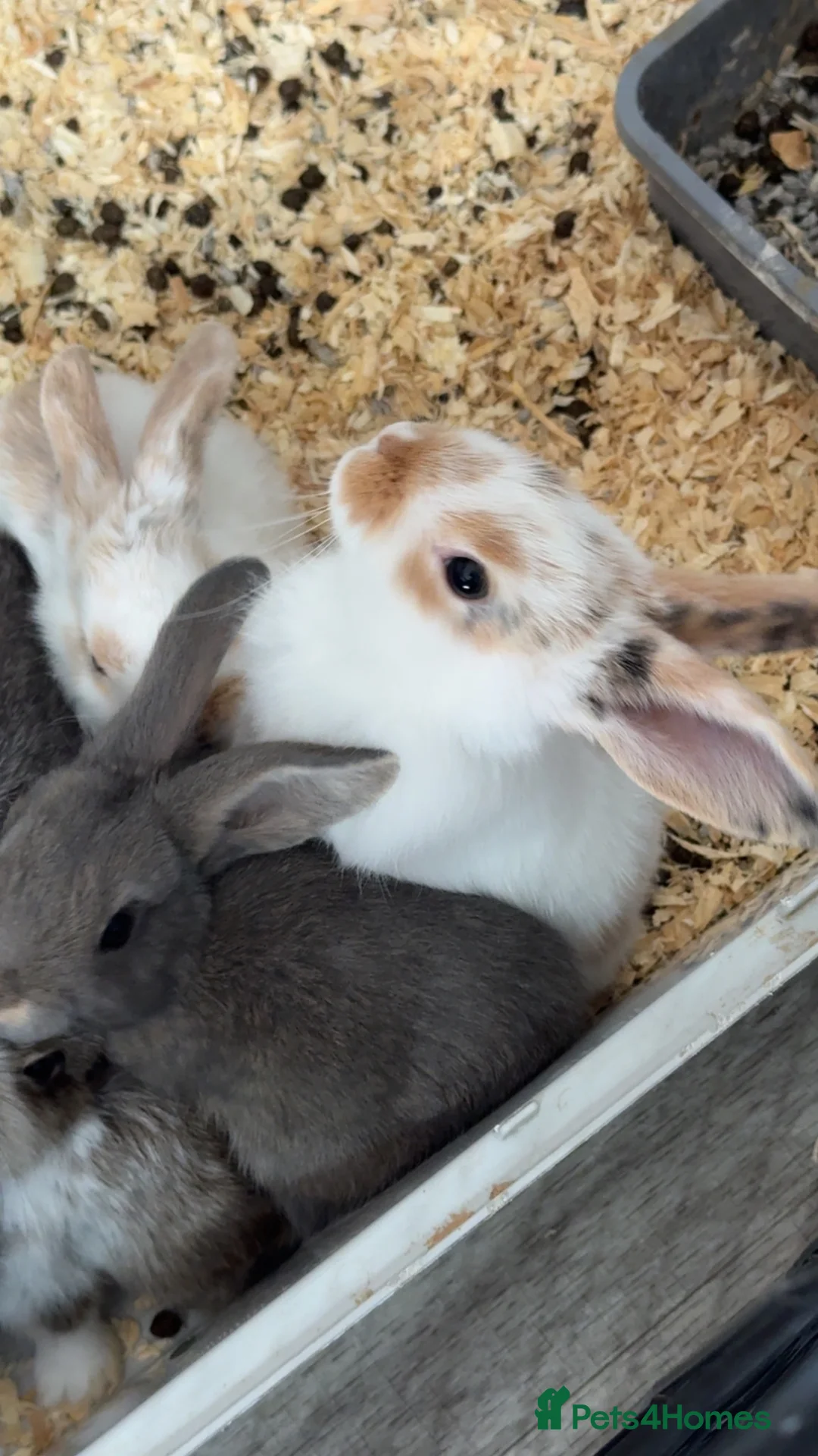 Mixed Breed rabbits for sale: 5 beautiful bunnies  - Advert 2