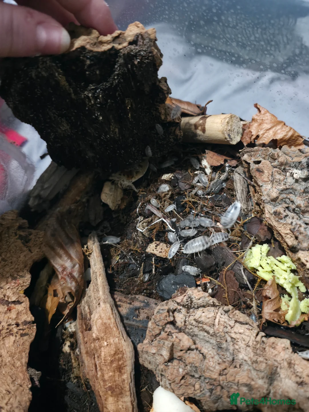 Isopods invertebrates for sale: 10 x Dairy Cow Isopods - Advert 4