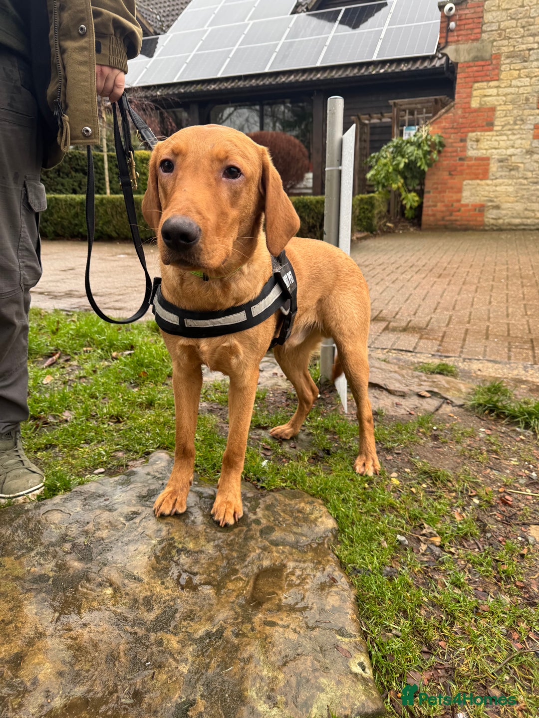 Labrador Retriever dogs for sale: Stunning Labrador for sale  - Advert 2