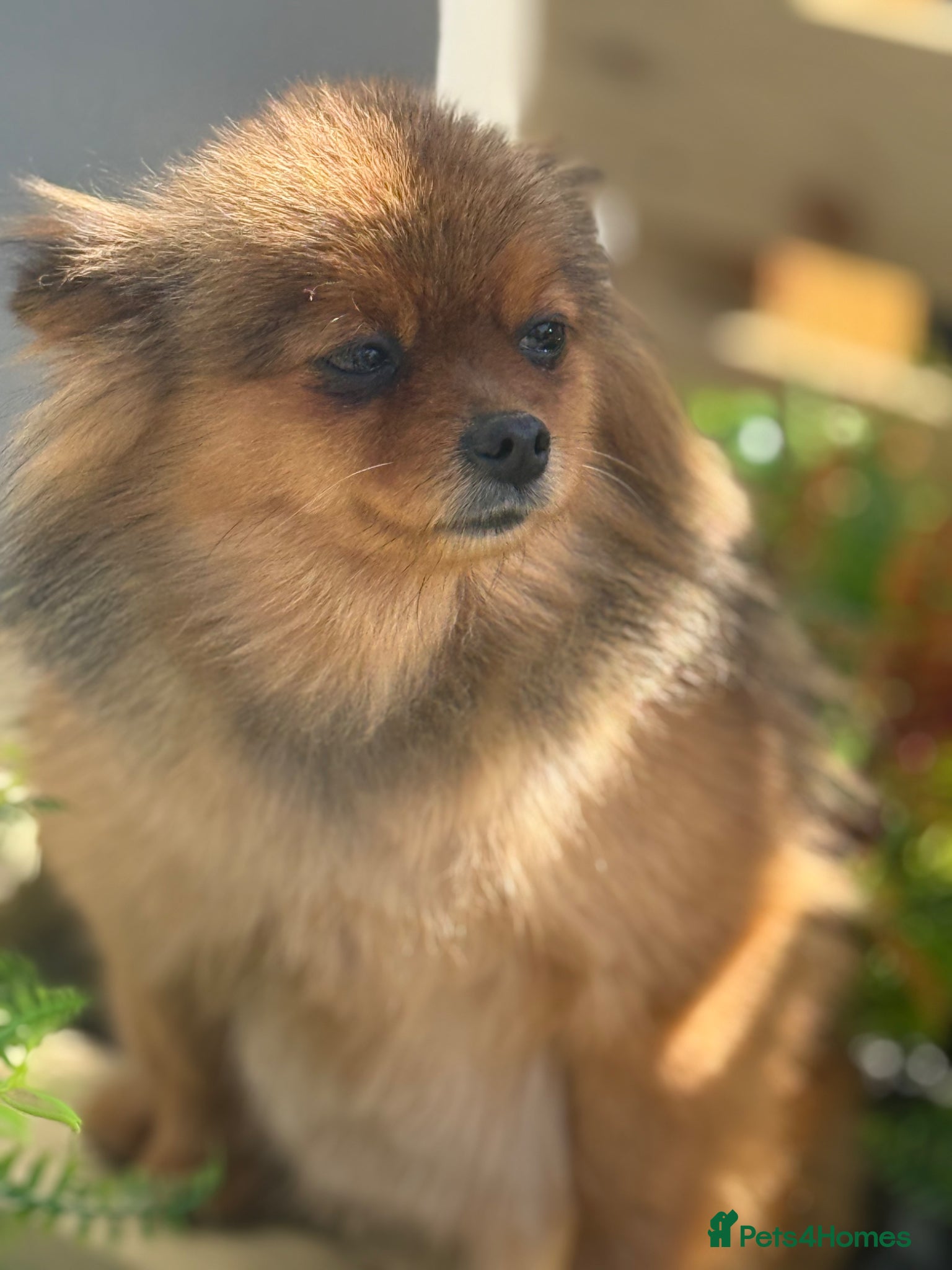 Pomeranian dogs Orange Sable Pomeranian Girl - Advert 12