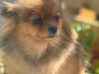 Pomeranian dogs Orange Sable Pomeranian Girl - Advert 12