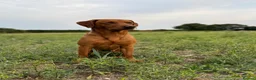 Labrador Retriever dogs for sale: Fox red Labrador  in Beccles - Advert 4