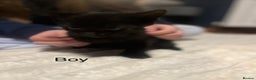 Mixed Breed cats for sale: Black kittens for sale - Advert 3