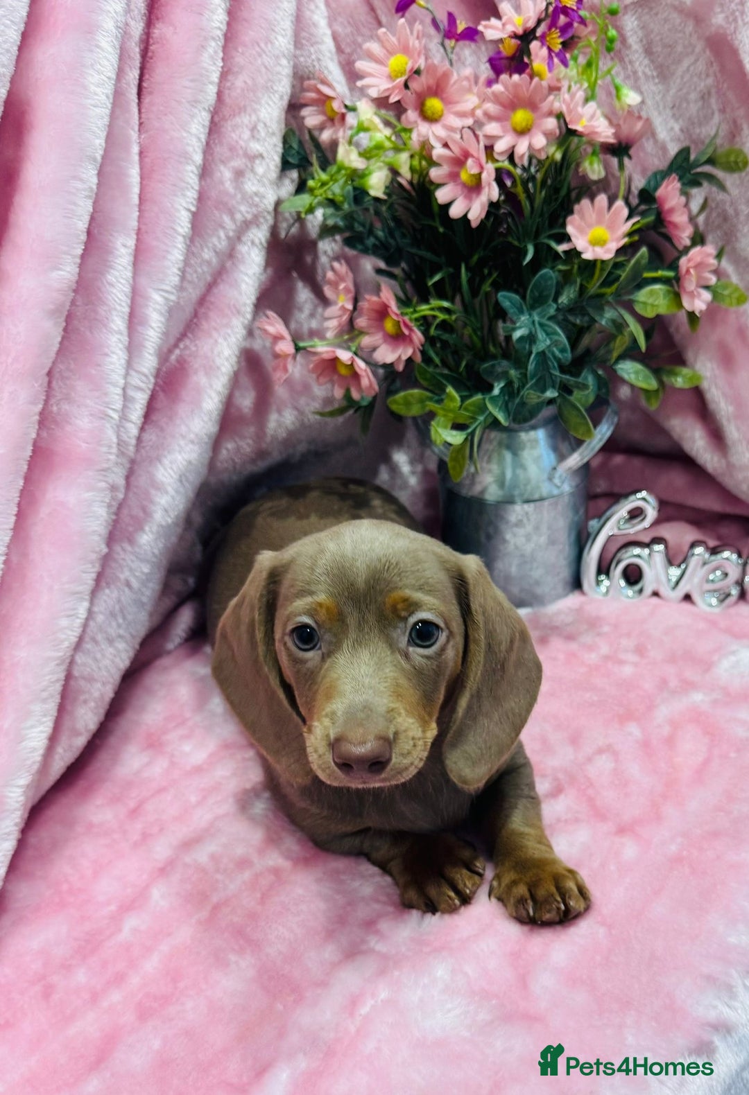 Miniature Dachshund dogs for sale: Miniature dachshunds - Advert 30