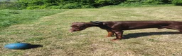 Dobermann dogs for stud: Proven Euro Doberman for Stud - Advert 5