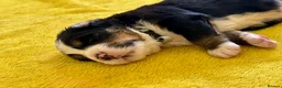 Bernese Mountain Dog dogs for sale: KC Registered Bernese Mountain Dog Puppies - Advert 36
