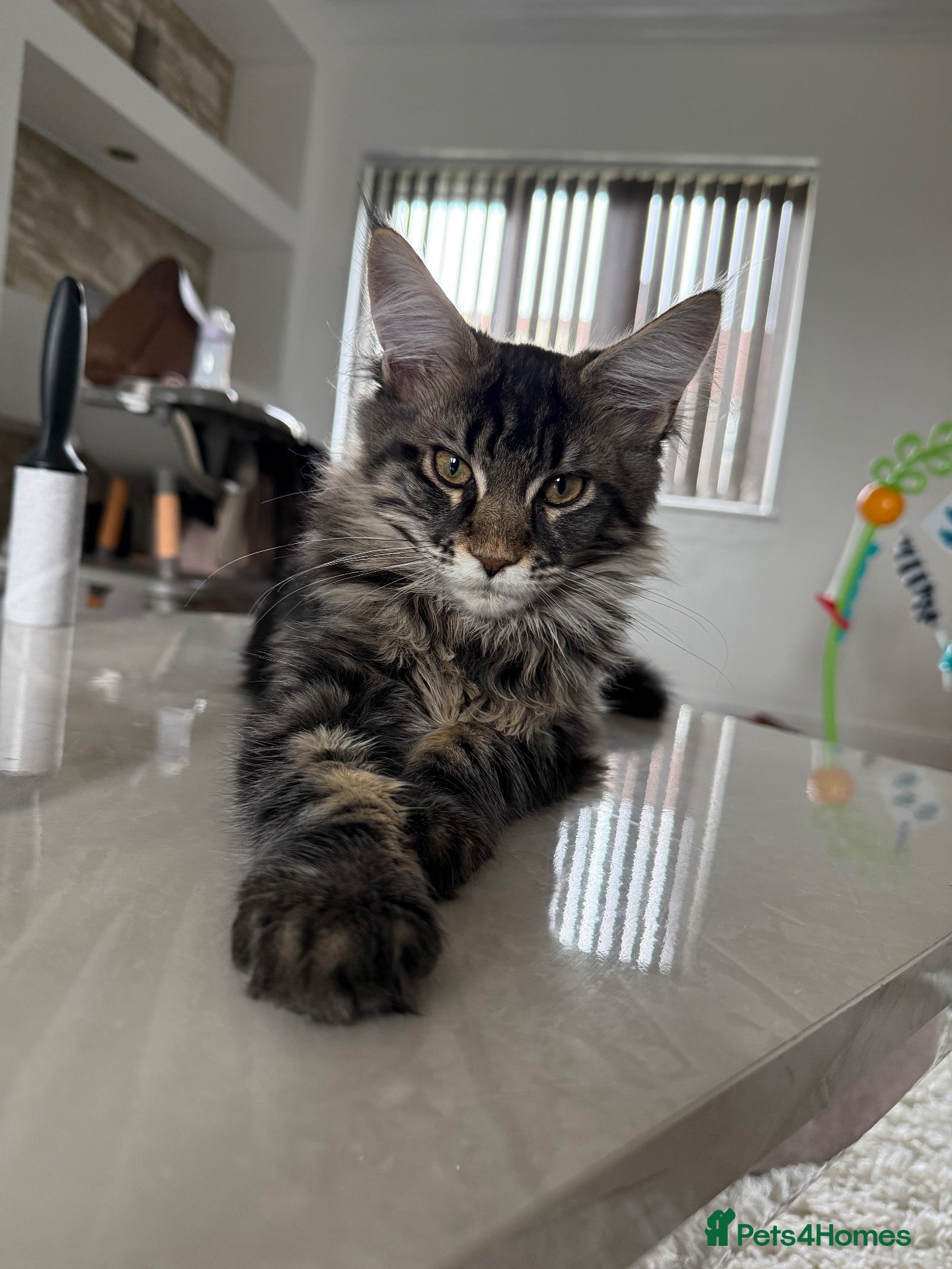 Maine Coon cats XL Russian Cubs 💙 - Advert 16