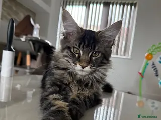 Maine Coon cats XL Russian Cubs 💙 - Advert 1