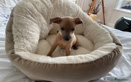 Italian Greyhound dogs for sale:  Beautiful Italian greyhound puppies  - Image 23