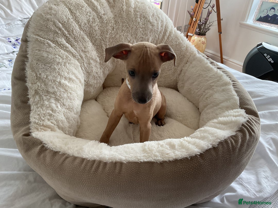Italian Greyhound dogs for sale:  Beautiful Italian greyhound puppies  - Image 23