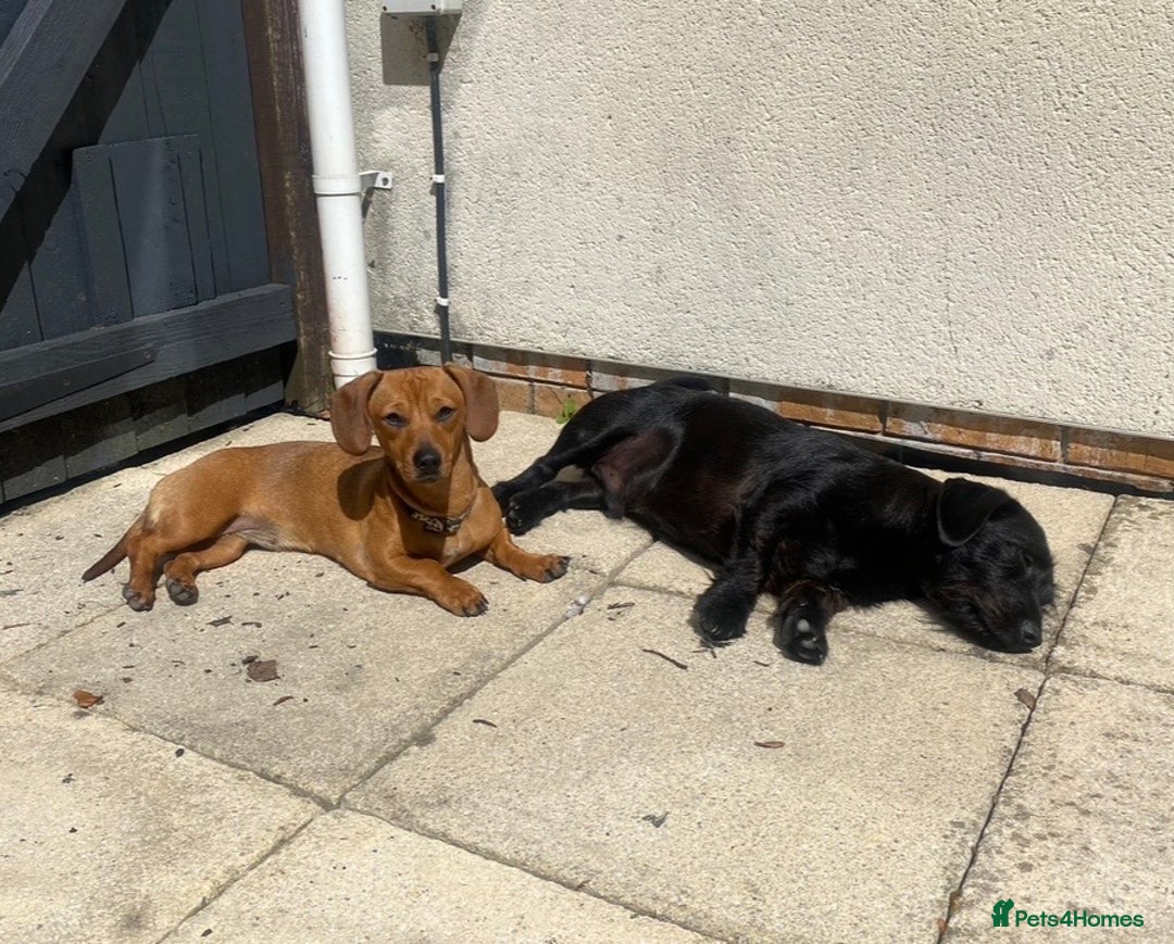 Mixed Breed dogs for sale: Buddy and Minnie (to be rehomed together) - Advert 5