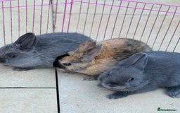 Netherland Dwarf rabbits for sale: Pure Bred Netherlands Dwarf Bunnies  - Image 5