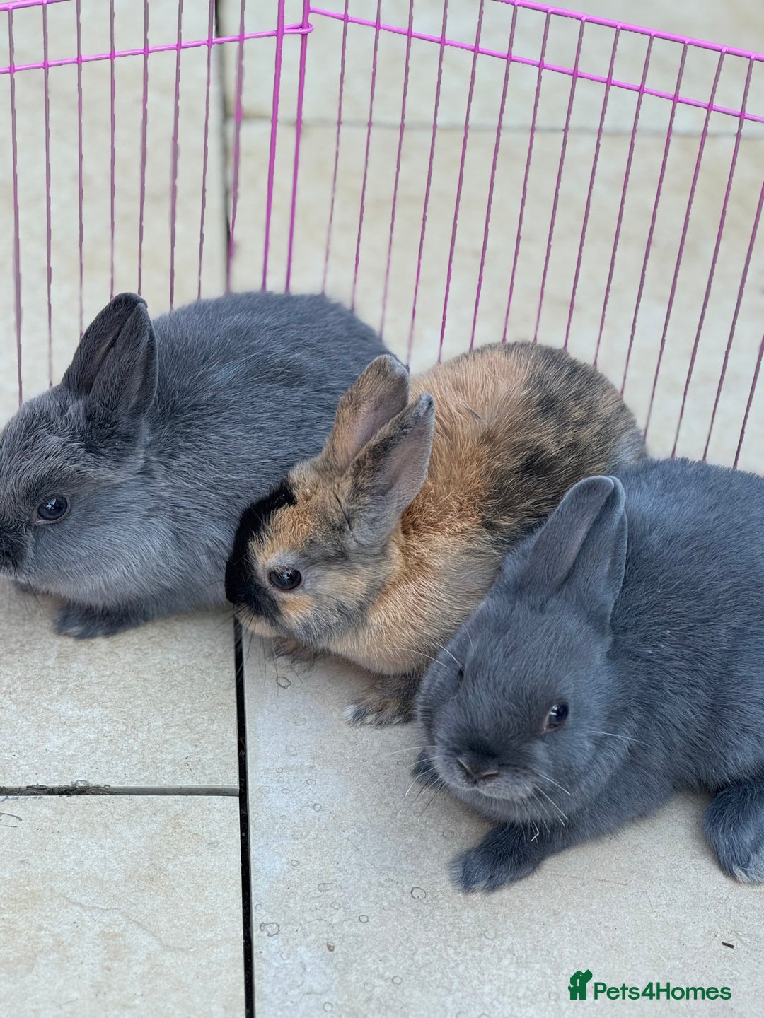 Netherland Dwarf rabbits for sale: Pure Bred Netherlands Dwarf Bunnies  - Image 5