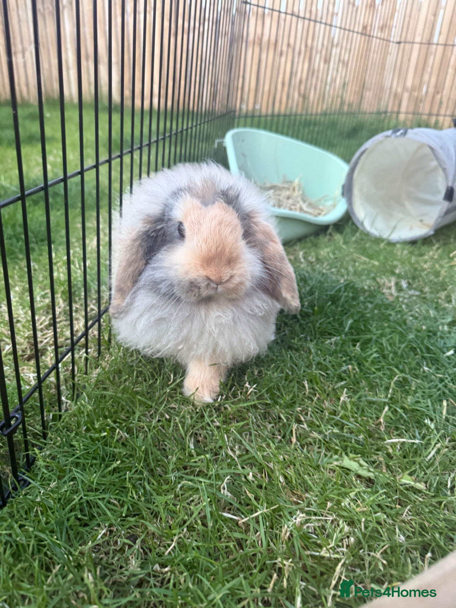 Mini Lop rabbits 1 female mini lop & 1 male Cashmere Mini Lop  - Advert 3