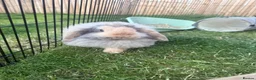 Mini Lop rabbits for sale: 1 female mini lop & 1 male Cashmere Mini Lop  in Bishop Auckland - Advert 1