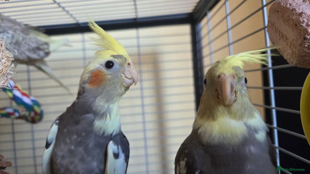 Cockatiels birds for sale: Fully weaned hand tame male baby cockatiel  - Image 13