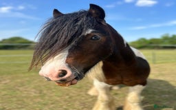 Irish Cob horses for sale: 2 year old 12hh cob - Image 4