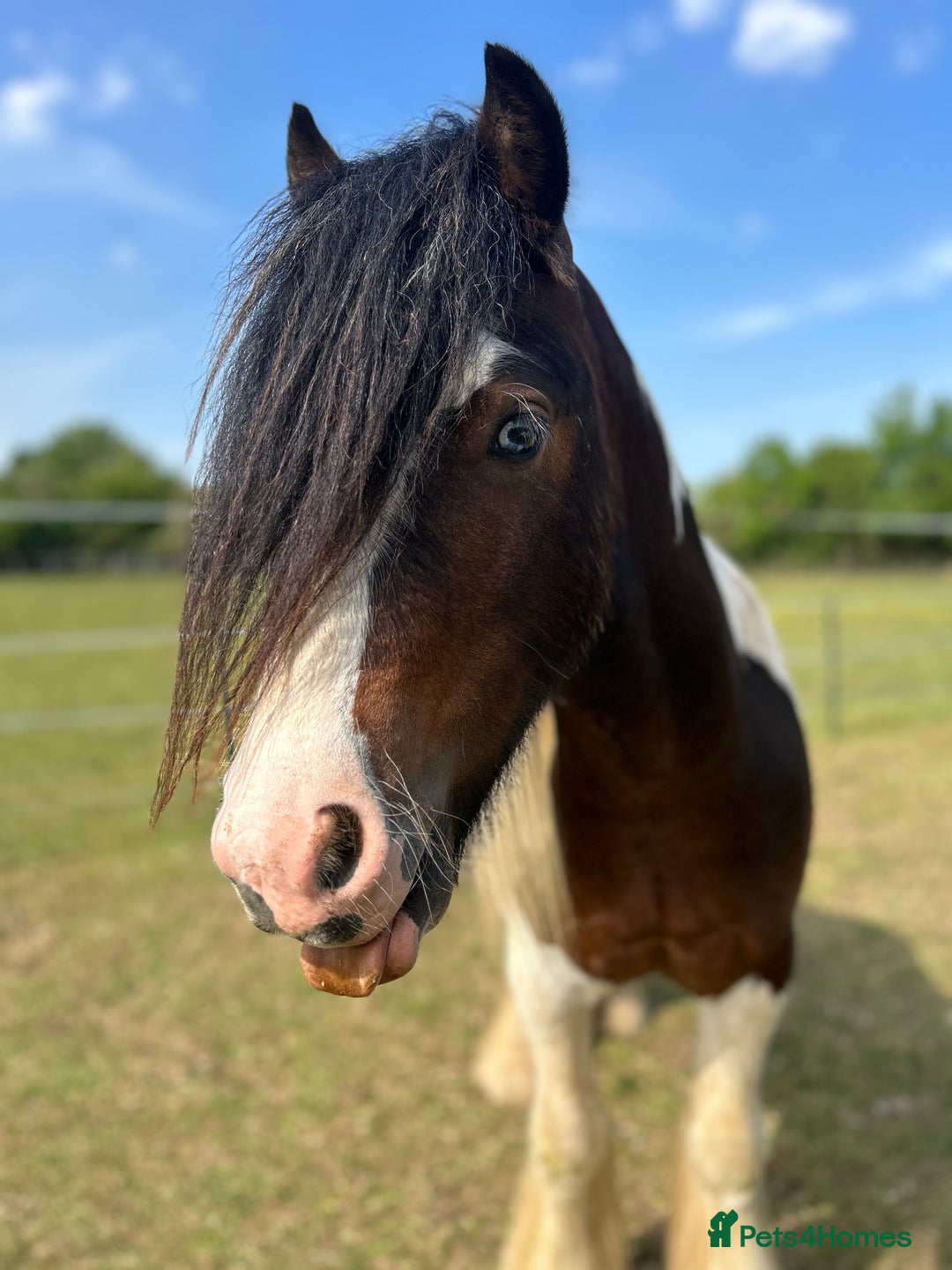 Irish Cob horses for sale: 2 year old 12hh cob - Image 4