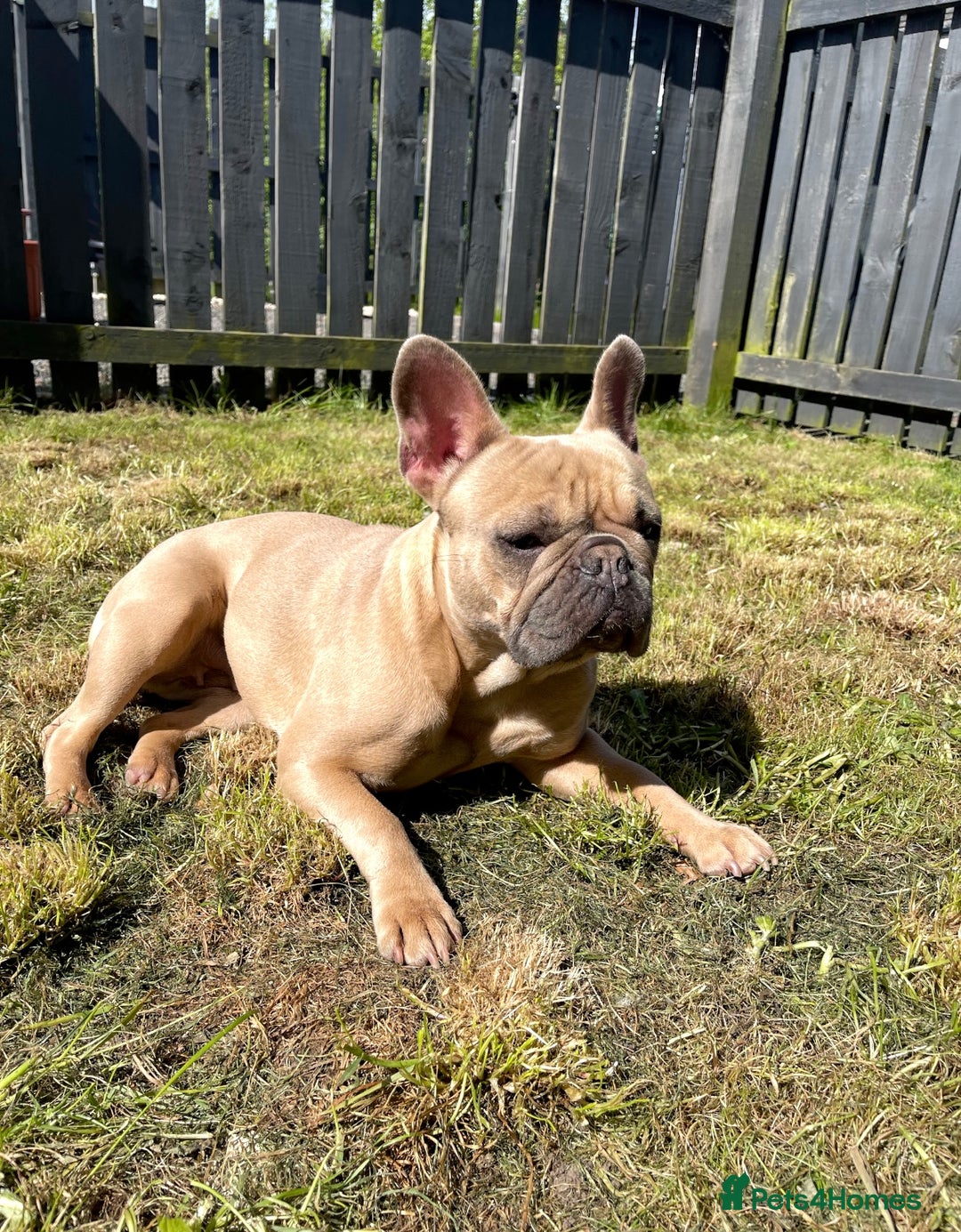 French Bulldog dogs for sale: 🩷Loving Family Dog Looking for a New Home🩷 - Advert 2