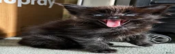 Maine Coon cats for sale: 7 adorable Pure Bred Mainecoon - Advert 22