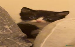 Domestic Shorthair cats for sale: Kittens for sale - Image 7