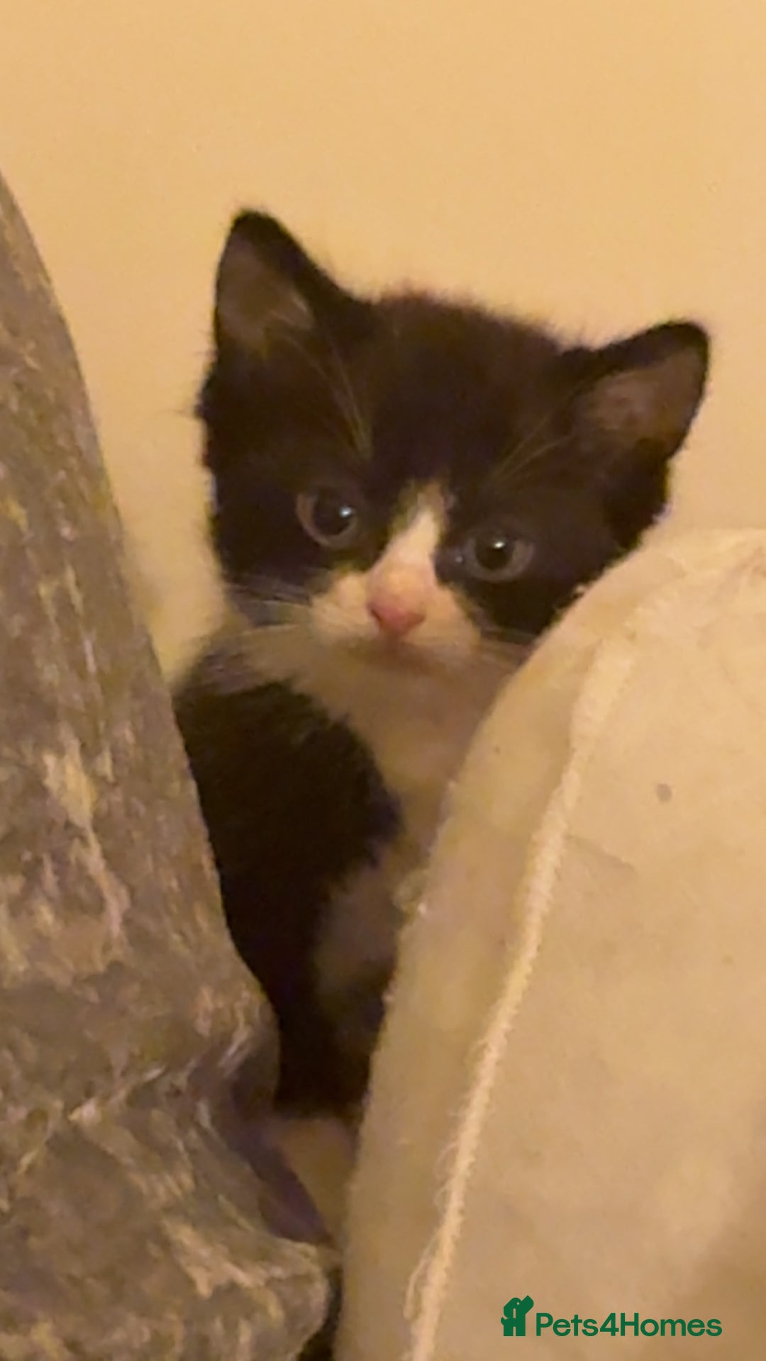 Domestic Shorthair cats for sale: Kittens for sale - Image 7