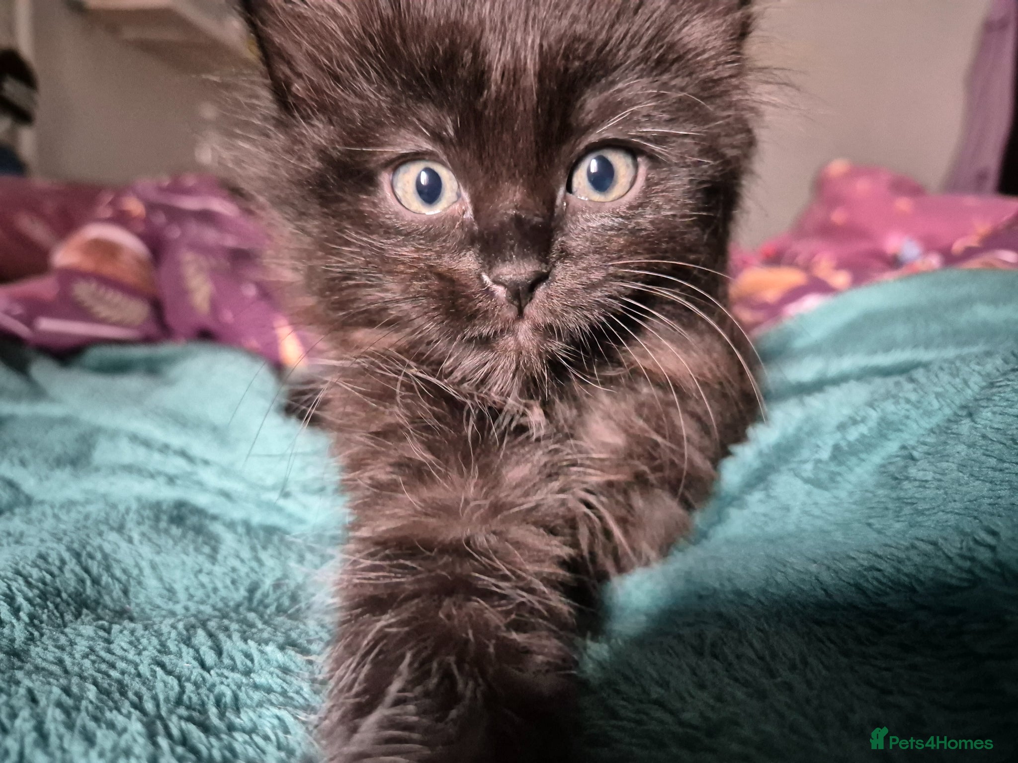 Ragdoll cats BSH Ragdoll mix - Advert 7