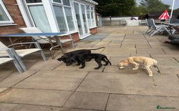 Lurcher dogs for sale: Lurcher puppy for sale - Image 6