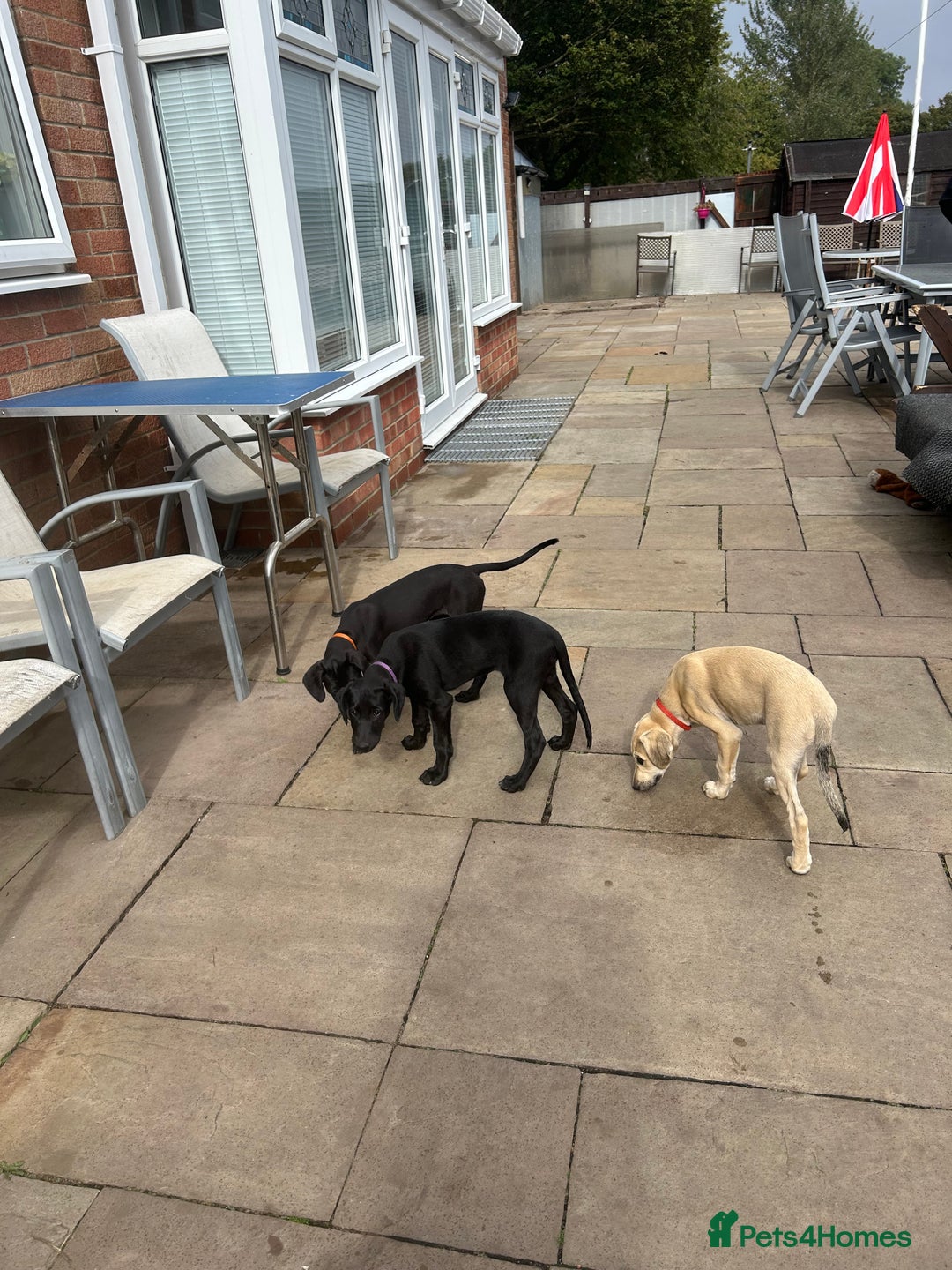 Lurcher dogs for sale: Lurcher puppy for sale - Image 6