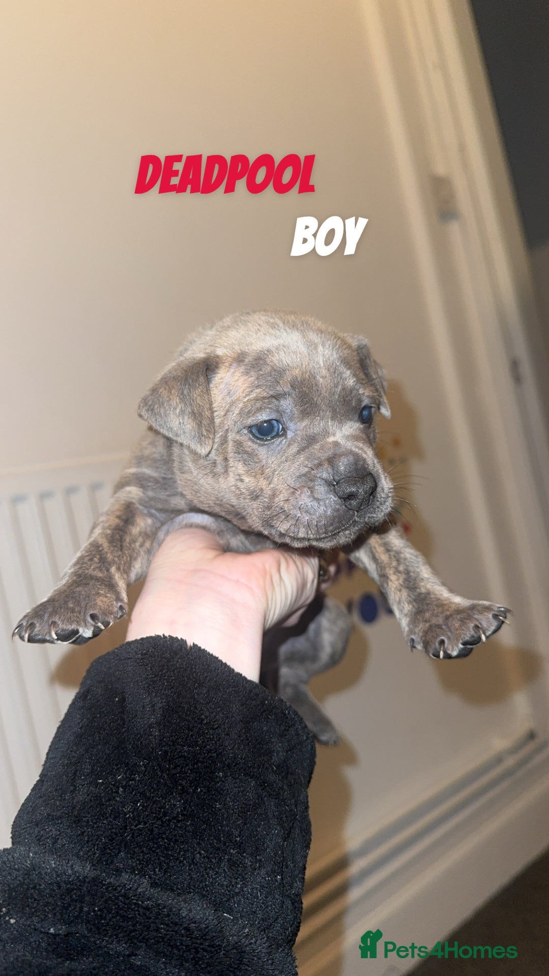 Mixed Breed dogs for sale: 7 Beautiful Staffys left - Advert 4