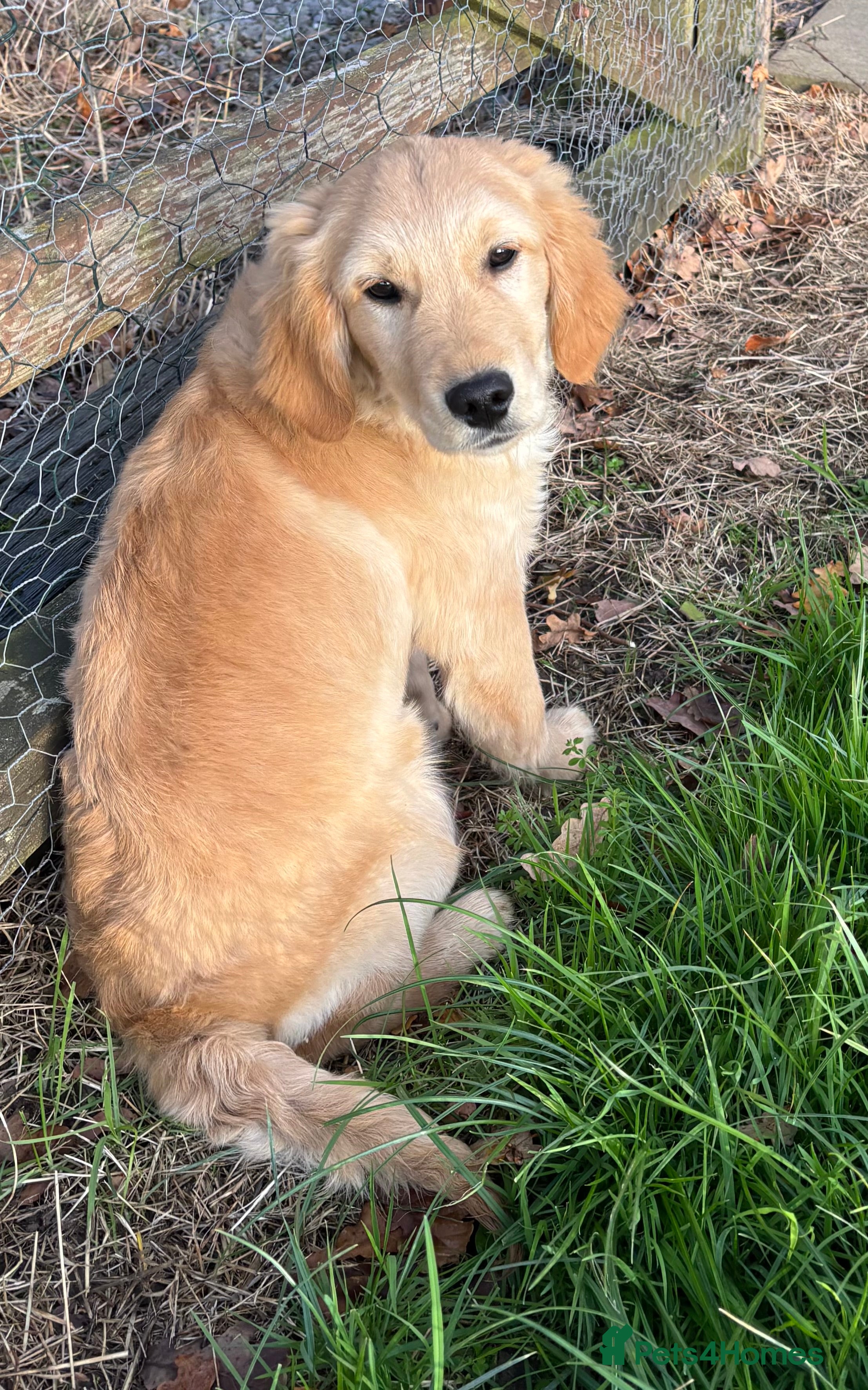 Golden Retriever dogs Beautiful Golden Retriever Puppies - Advert 12