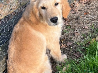 Golden Retriever dogs Beautiful Golden Retriever Puppies - Advert 15