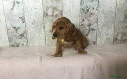 Mixed Breed dogs for sale: Chunky, Lab x Cocker  Fox Red Cockador pups - Image 8
